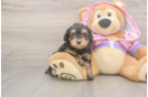 Popular Mini Aussiedoodle Poodle Mix Pup