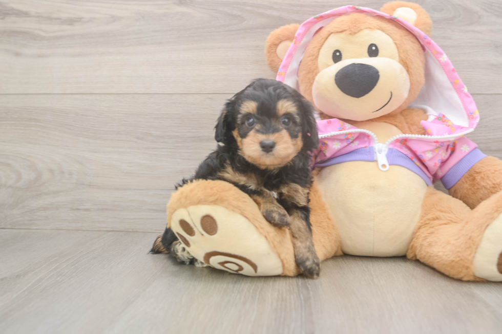 Popular Mini Aussiedoodle Poodle Mix Pup