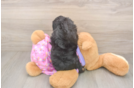 Little Mini Aussiepoo Poodle Mix Puppy
