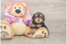 Hypoallergenic Aussiepoo Poodle Mix Puppy