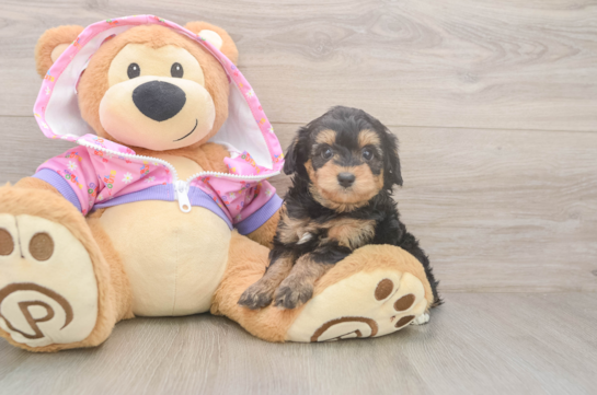 Hypoallergenic Aussiepoo Poodle Mix Puppy