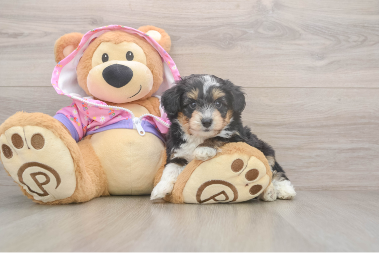 Mini Aussiedoodle Puppy for Adoption