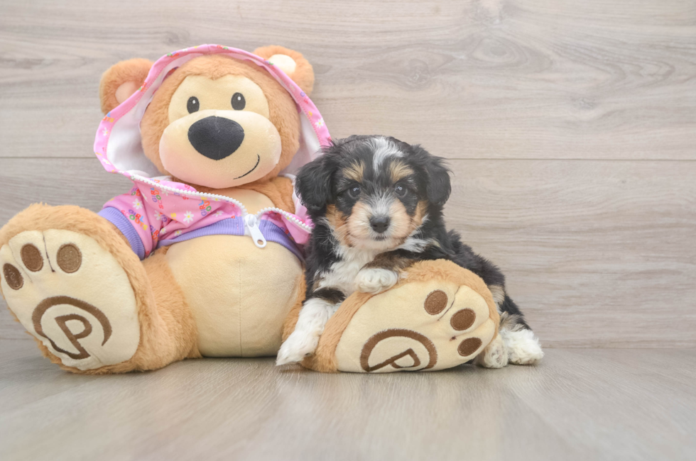 5 week old Mini Aussiedoodle Puppy For Sale - Seaside Pups