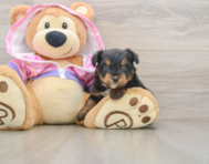 5 week old Mini Aussiedoodle Puppy For Sale - Seaside Pups