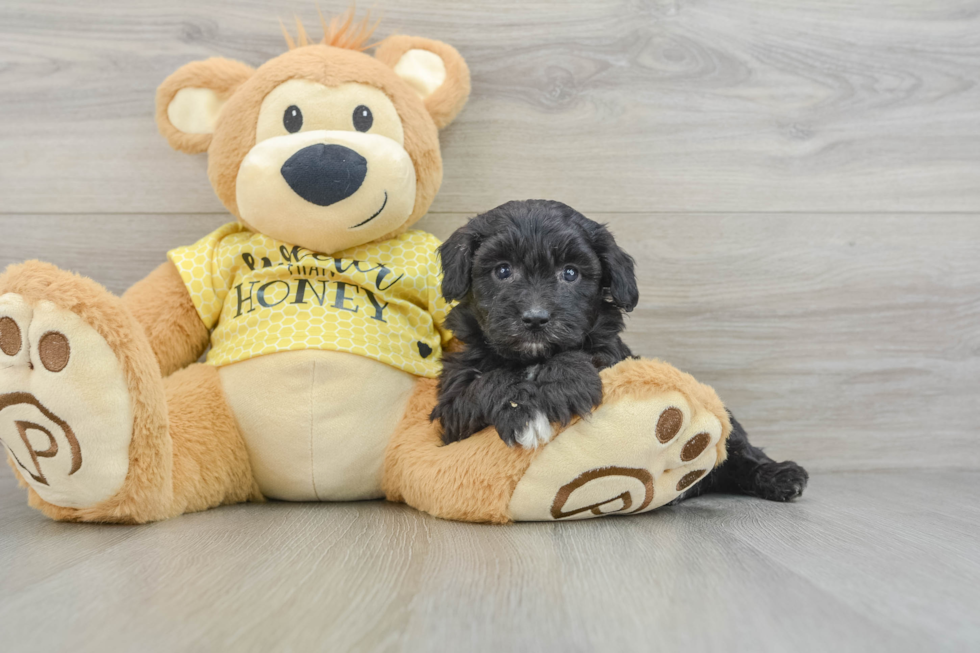 Cute Mini Aussiedoodle Baby