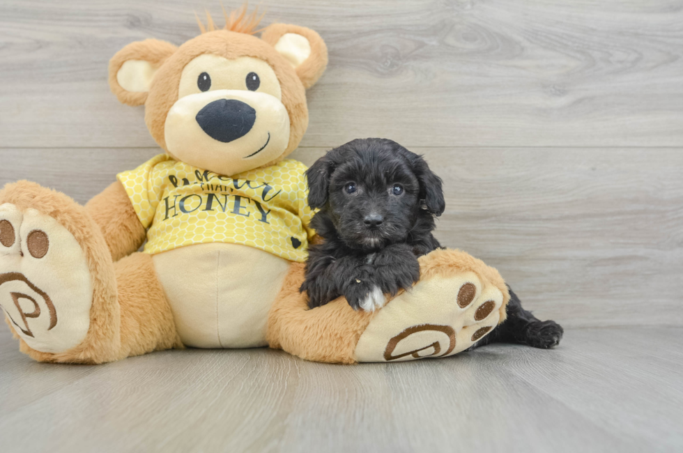 6 week old Mini Aussiedoodle Puppy For Sale - Seaside Pups