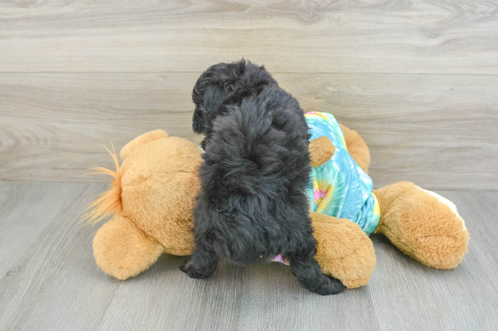 Popular Mini Aussiedoodle Poodle Mix Pup