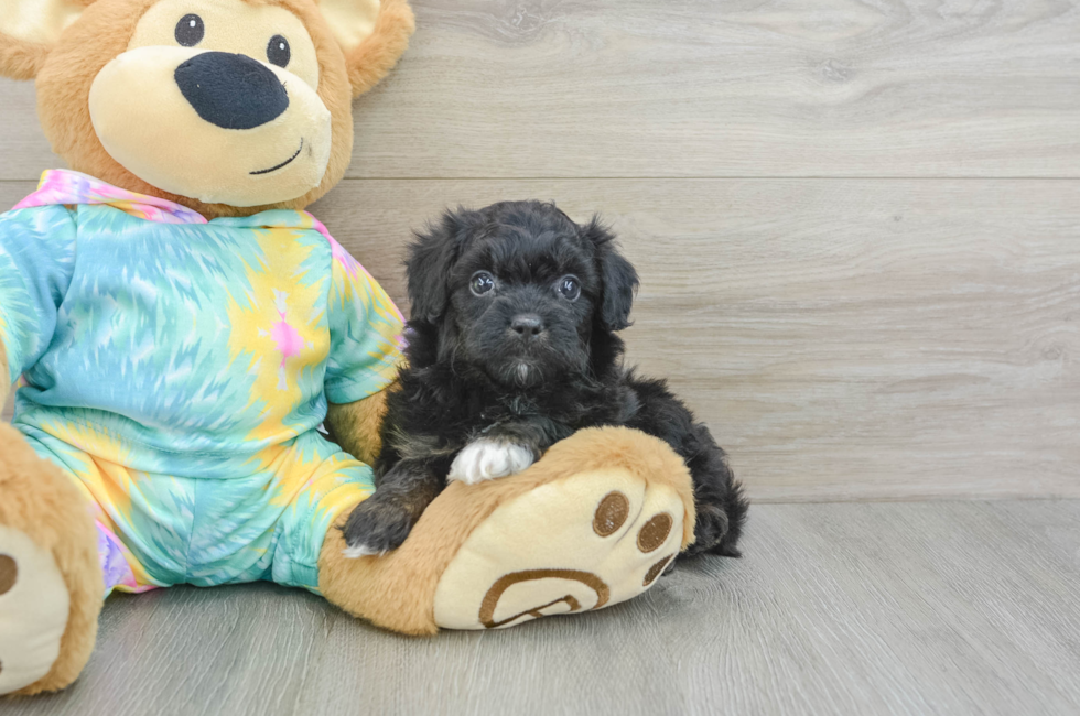 6 week old Mini Aussiedoodle Puppy For Sale - Seaside Pups