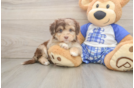 Energetic Aussie Poo Poodle Mix Puppy