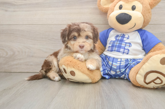 Energetic Aussie Poo Poodle Mix Puppy
