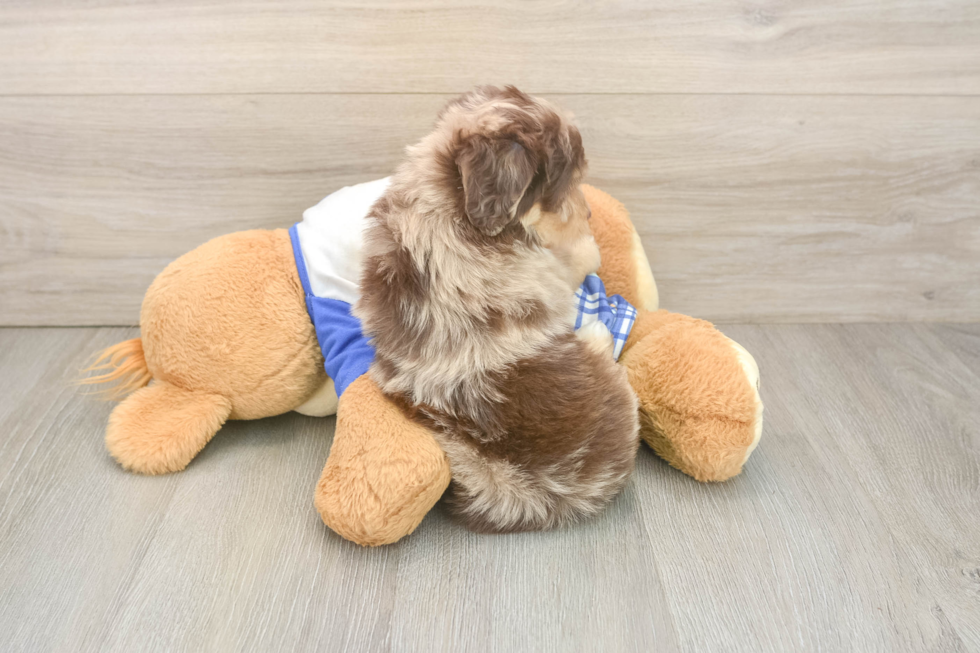 Fluffy Mini Aussiedoodle Poodle Mix Pup