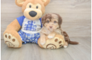 Small Mini Aussiedoodle Baby