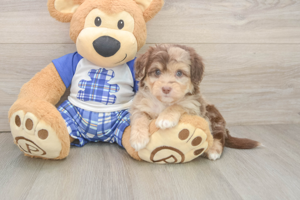 Small Mini Aussiedoodle Baby