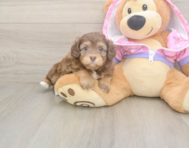 8 week old Mini Aussiedoodle Puppy For Sale - Seaside Pups