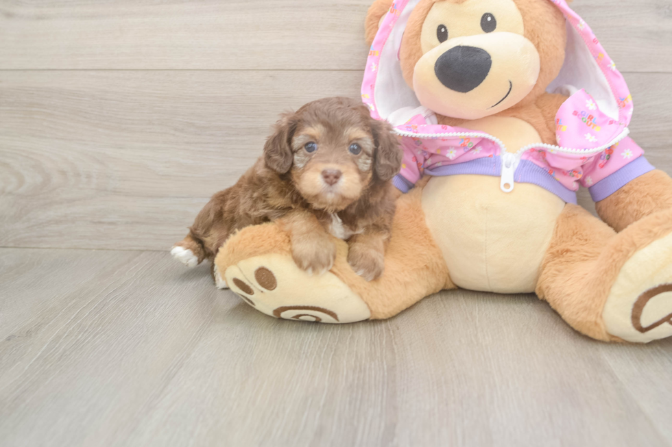 Energetic Aussie Poo Poodle Mix Puppy