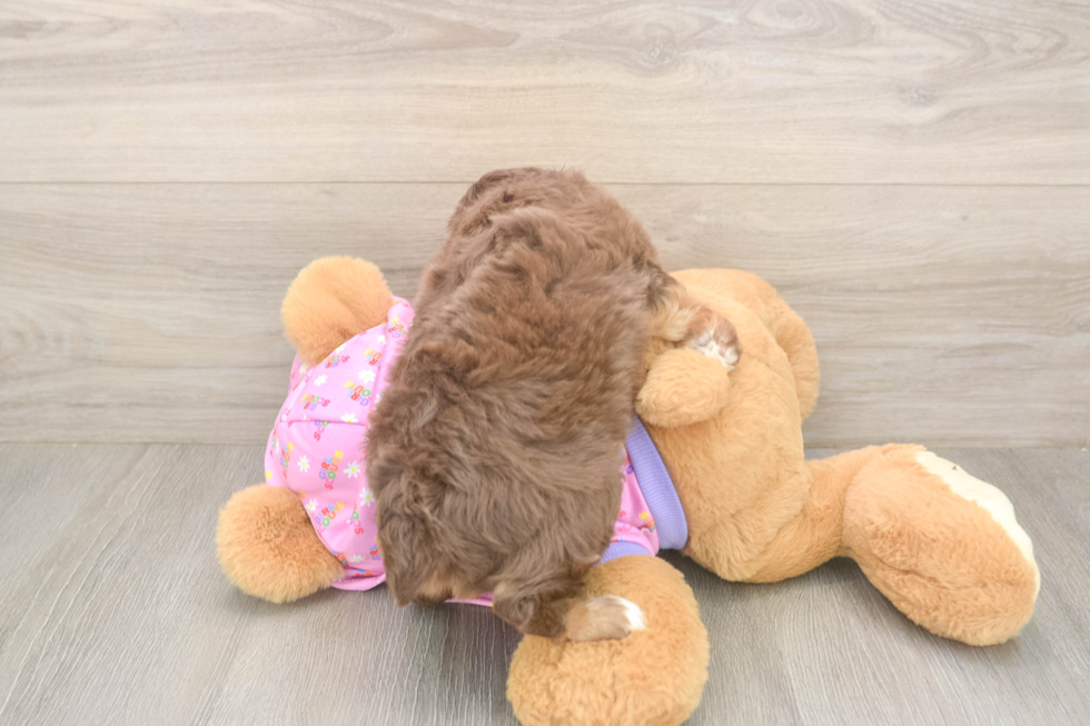 Best Mini Aussiedoodle Baby