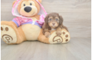 Mini Aussiedoodle Puppy for Adoption