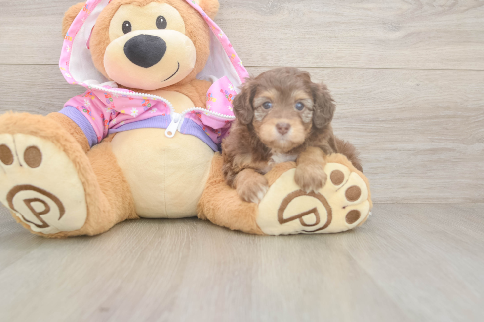 Mini Aussiedoodle Puppy for Adoption