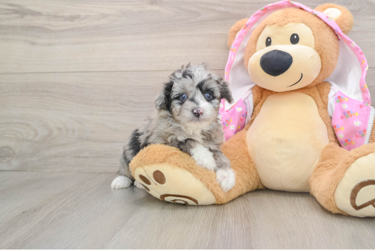 Playful Mini Aussiepoodle Poodle Mix Puppy