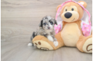 Playful Mini Aussiepoodle Poodle Mix Puppy