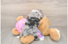 Hypoallergenic Aussiepoo Poodle Mix Puppy