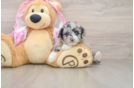 Little Mini Aussiepoo Poodle Mix Puppy