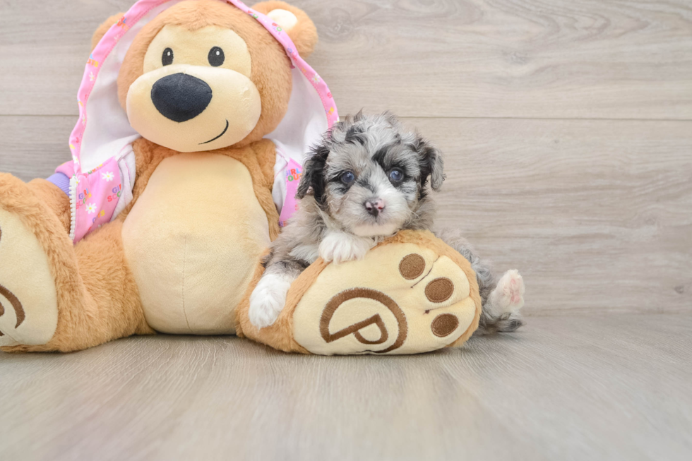 Little Mini Aussiepoo Poodle Mix Puppy