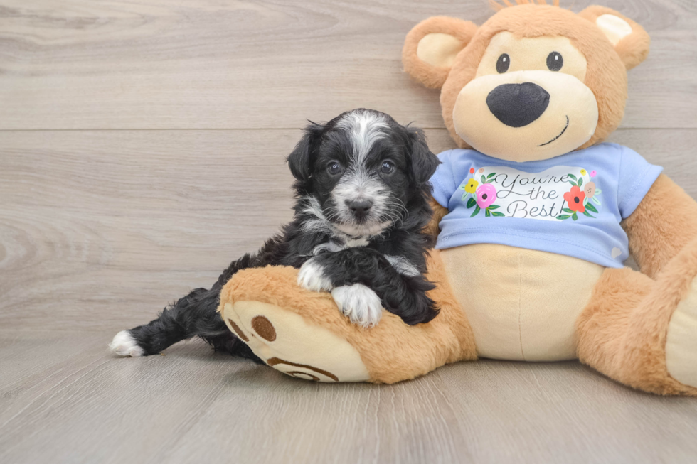 Little Aussiepoo Poodle Mix Puppy