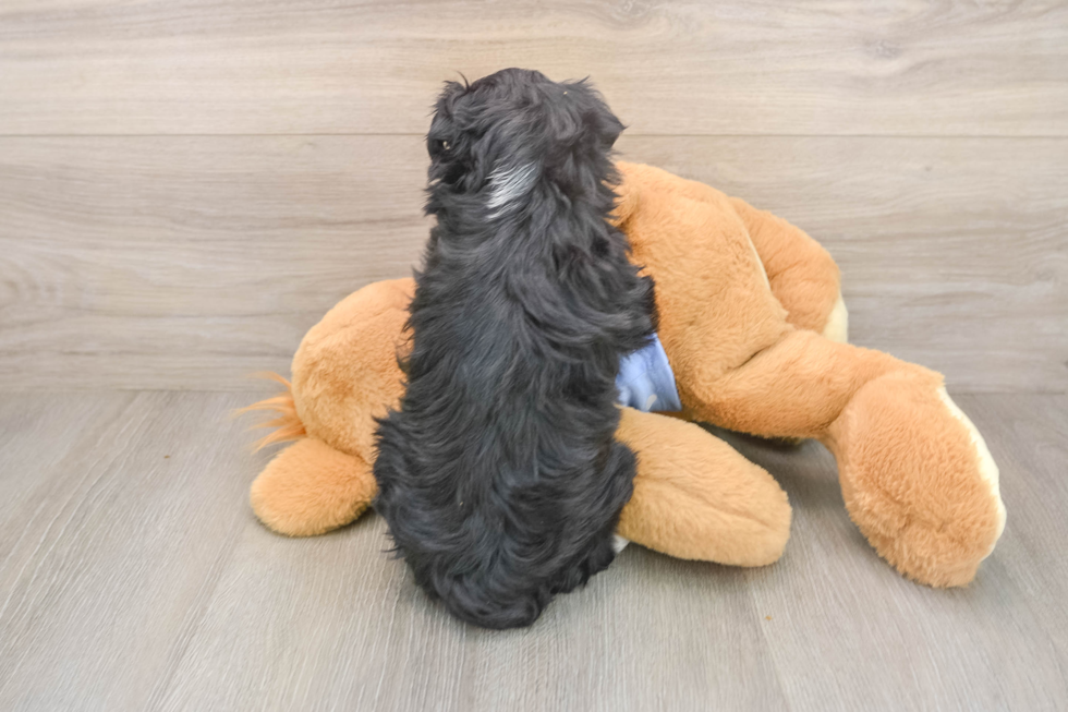 Cute Mini Aussiedoodle Baby