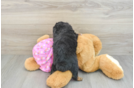 Mini Aussiedoodle Puppy for Adoption