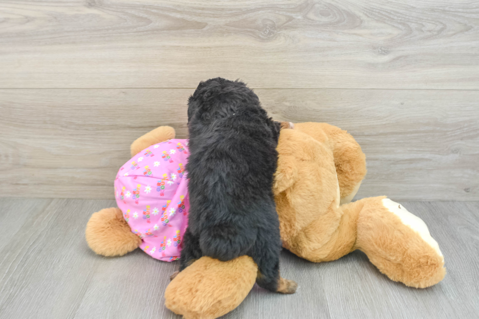 Mini Aussiedoodle Puppy for Adoption