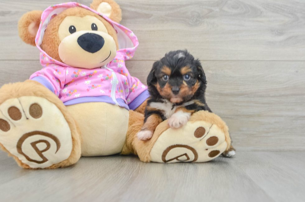 6 week old Mini Aussiedoodle Puppy For Sale - Seaside Pups