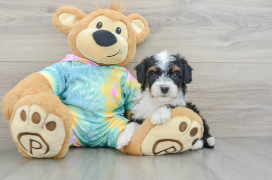 Happy Mini Aussiedoodle Baby