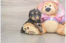 Mini Aussiedoodle Pup Being Cute