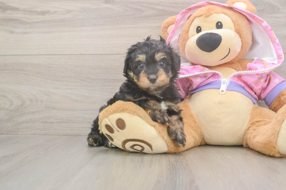 5 week old Mini Aussiedoodle Puppy For Sale - Seaside Pups