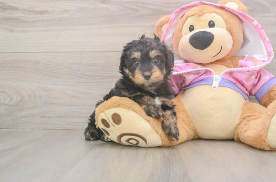 Mini Aussiedoodle Pup Being Cute