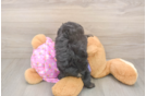 Sweet Mini Aussiedoodle Baby