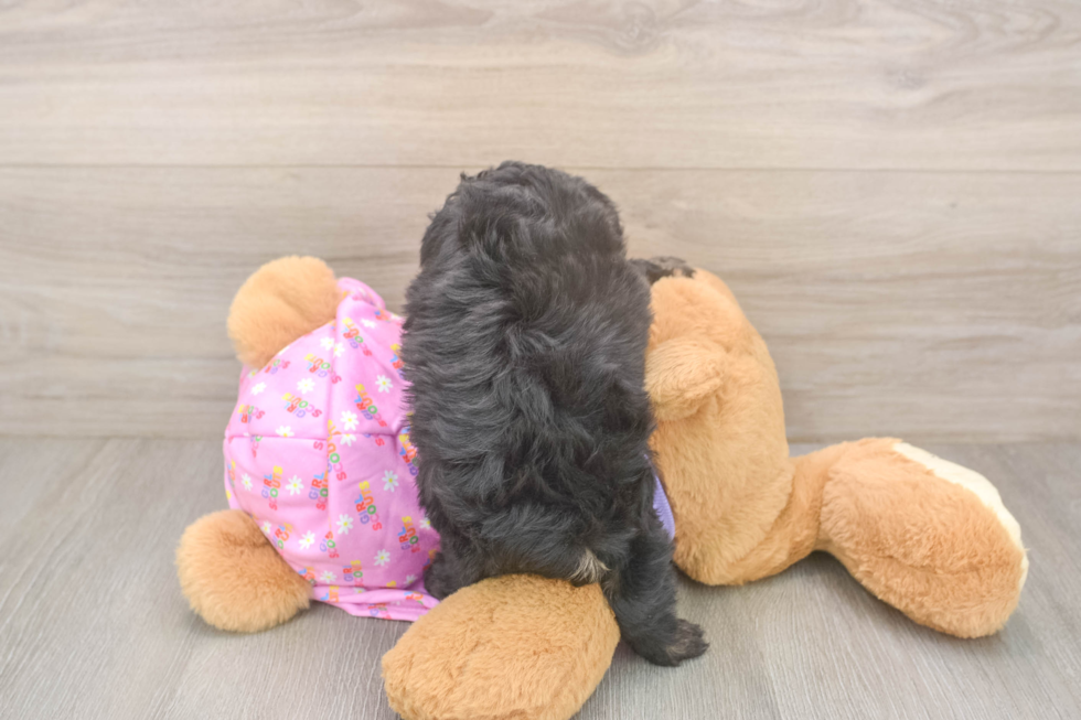 Sweet Mini Aussiedoodle Baby