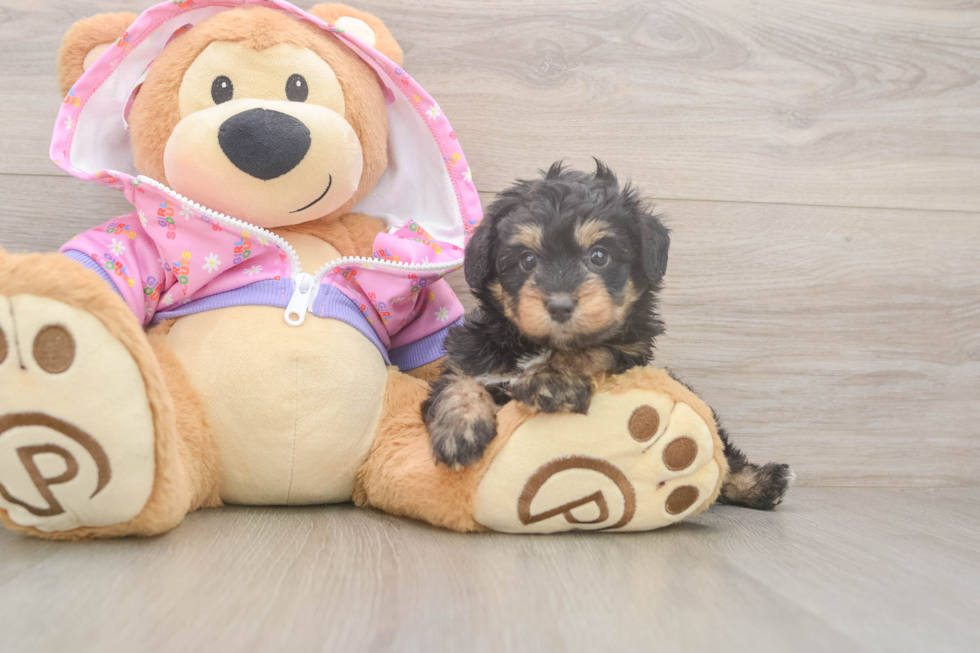 Mini Aussiedoodle Pup Being Cute