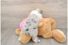 Sweet Mini Aussiedoodle Baby