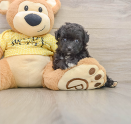 8 week old Mini Aussiedoodle Puppy For Sale - Seaside Pups