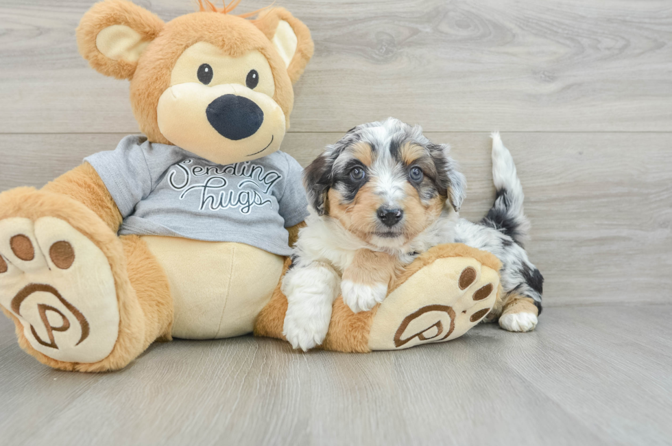 5 week old Mini Aussiedoodle Puppy For Sale - Seaside Pups