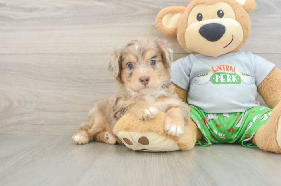 6 week old Mini Aussiedoodle Puppy For Sale - Seaside Pups