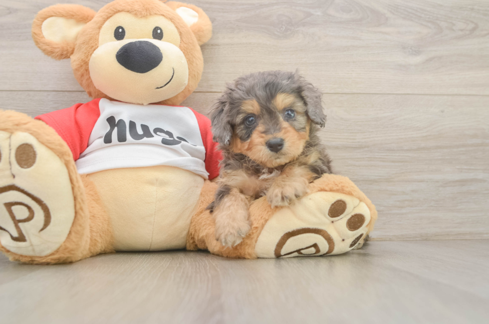 5 week old Mini Aussiedoodle Puppy For Sale - Seaside Pups