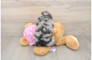 Mini Aussiedoodle Puppy for Adoption