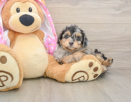8 week old Mini Aussiedoodle Puppy For Sale - Seaside Pups