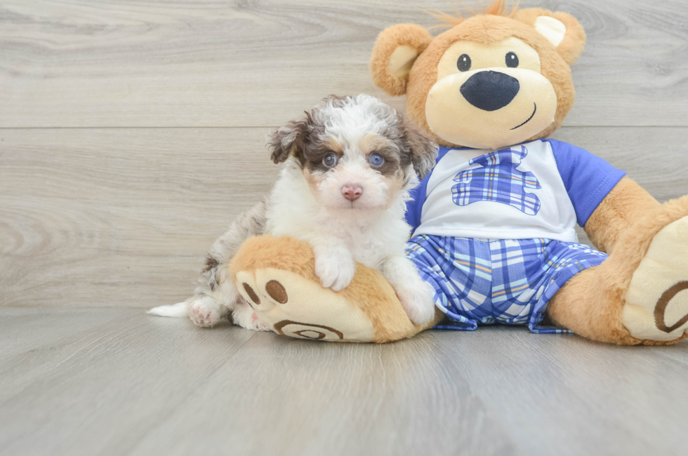 8 week old Mini Aussiedoodle Puppy For Sale - Seaside Pups