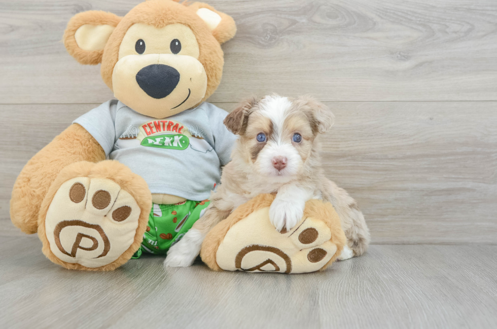 6 week old Mini Aussiedoodle Puppy For Sale - Seaside Pups