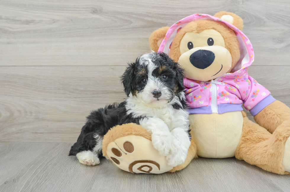 6 week old Mini Aussiedoodle Puppy For Sale - Seaside Pups