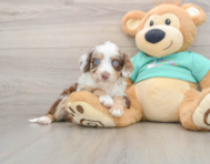 7 week old Mini Aussiedoodle Puppy For Sale - Seaside Pups